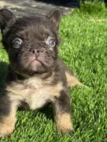 Mickey, a male French Bulldog for sale in Houston, TX – Photo 3 of 7