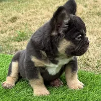 Mickey, a male French Bulldog for sale in Houston, TX – 2 of 7