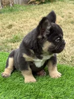 Mickey, a male French Bulldog for sale in Houston, TX – Photo 2 of 7