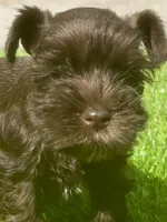 Ginger Snap, a male Miniature Schnauzer for sale in Houston, TX – 1 of 3