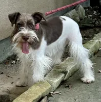 Jack, a male Miniature Schnauzer for sale in Houston, TX – 1 of 4