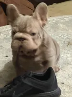 Hammer, a male French Bulldog for sale in Houston, TX – Photo 3 of 5