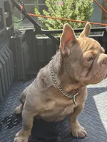 Hammer, a male French Bulldog for sale in Houston, TX – Photo 4 of 5