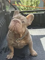 Hammer, a male French Bulldog for sale in Houston, TX – Photo 5 of 5