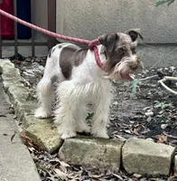 Jack, a male Miniature Schnauzer for sale in Houston, TX – 4 of 4