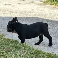 Lucy Lu, a female English Bulldog for sale in Houston, TX – Photo 3 of 3