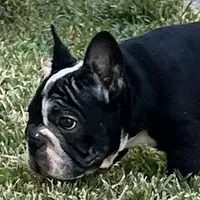 Lucy Lu, a female English Bulldog for sale in Houston, TX – Photo 1 of 3