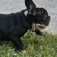 Lucy Lu, a female English Bulldog for sale in Houston, TX – Photo 2 of 3