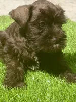 Ginger Snap, a male Miniature Schnauzer for sale in Houston, TX – 3 of 3