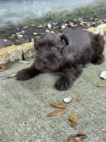Jim , a male Miniature Schnauzer for sale in Houston, TX – Photo 2 of 3