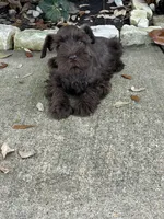 Jim , a male Miniature Schnauzer for sale in Houston, TX – Photo 3 of 3