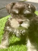 Tuffy, a male Miniature Schnauzer for sale in Houston, TX – 2 of 2