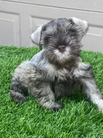 Pippy, a female Miniature Schnauzer for sale in Houston, TX – 2 of 2