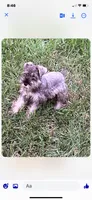 Stormy, a female Miniature Schnauzer for sale in Houston, TX – 4 of 4