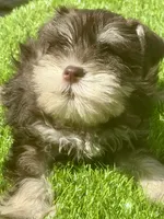 Tuffy, a male Miniature Schnauzer for sale in Houston, TX – 1 of 2