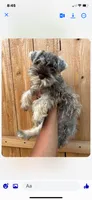 Stormy, a female Miniature Schnauzer for sale in Houston, TX – 3 of 4