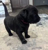 Hottie, a  Goldador for sale in Pulaski, WI – Photo 3 of 5