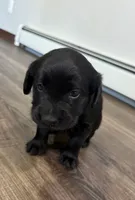 Hottie, a  Goldador for sale in Pulaski, WI – Photo 5 of 5