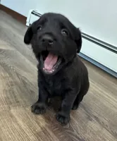 Hottie, a  Goldador for sale in Pulaski, WI – Photo 4 of 5