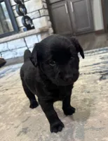 Hottie, a  Goldador for sale in Pulaski, WI – Photo 2 of 5