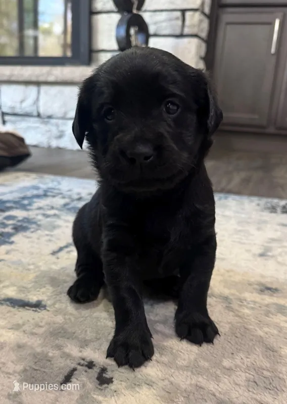 Hottie – Goldador puppy for sale in Pulaski, WI