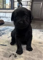 Hottie, a  Goldador for sale in Pulaski, WI – Photo 1 of 5