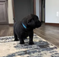 Sky, a  Goldador for sale in Pulaski, WI – Photo 8 of 8