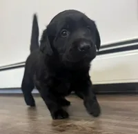 Sky, a  Goldador for sale in Pulaski, WI – Photo 3 of 8