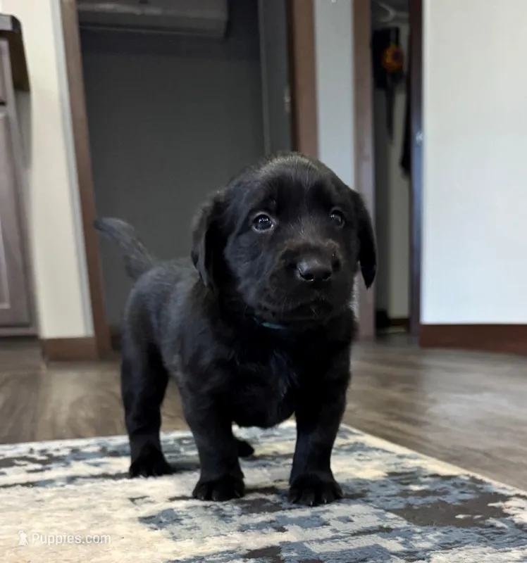 Sky – Goldador puppy for sale in Pulaski, WI