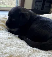 Sky, a  Goldador for sale in Pulaski, WI – Photo 6 of 8