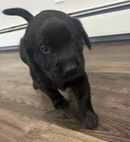 Sky, a  Goldador for sale in Pulaski, WI – Photo 7 of 8