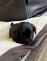 Sky, a  Goldador for sale in Pulaski, WI – Photo 5 of 8