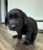 Sky, a  Goldador for sale in Pulaski, WI – Photo 2 of 8