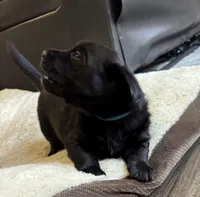 Sky, a  Goldador for sale in Pulaski, WI – Photo 4 of 8