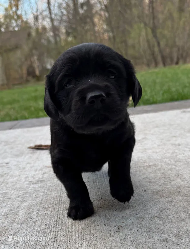 Baby – Goldador puppy for sale in Pulaski, WI