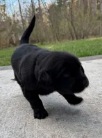 Baby, a  Goldador for sale in Pulaski, WI – Photo 6 of 6