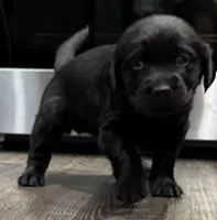 Baby, a  Goldador for sale in Pulaski, WI – Photo 2 of 6