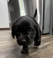 Baby, a  Goldador for sale in Pulaski, WI – Photo 3 of 6