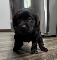 Baby, a  Goldador for sale in Pulaski, WI – Photo 4 of 6