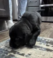 Baby, a  Goldador for sale in Pulaski, WI – Photo 5 of 6