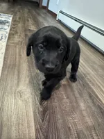 Blue, a  Goldador for sale in Pulaski, WI – Photo 3 of 5