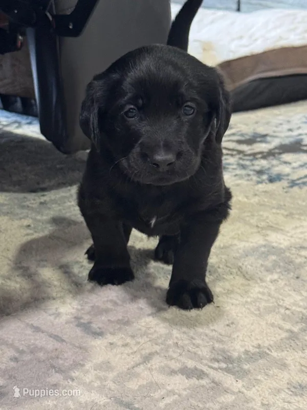 Blue – Goldador puppy for sale in Pulaski, WI