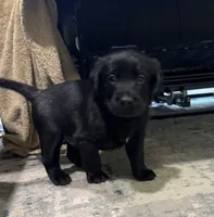 Blue, a  Goldador for sale in Pulaski, WI – Photo 2 of 5