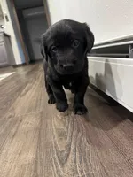 Blue, a  Goldador for sale in Pulaski, WI – Photo 4 of 5