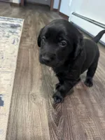 Blue, a  Goldador for sale in Pulaski, WI – Photo 5 of 5