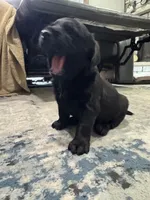 Violet, a  Goldador for sale in Pulaski, WI – Photo 5 of 5