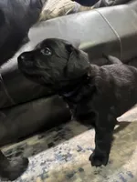 Violet, a  Goldador for sale in Pulaski, WI – Photo 4 of 5