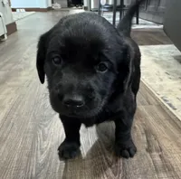 Violet, a  Goldador for sale in Pulaski, WI – Photo 2 of 5