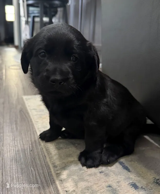 Violet – Goldador puppy for sale in Pulaski, WI