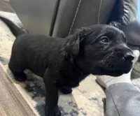 Violet, a  Goldador for sale in Pulaski, WI – Photo 3 of 5